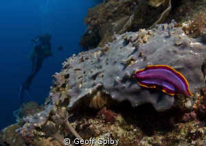 flatworm on the wall at Balicasag Island, philippines by Geoff Spiby 